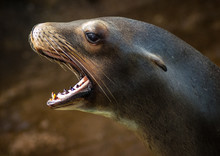 Expressive Sea Lion With Big Whiskers