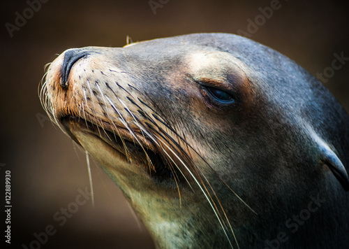 Silly Sea Lion with big whiskers makes a funny face Poster