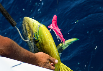 Dorado on fishing line and gaff aught in Sea of Cortez Baja Mexico