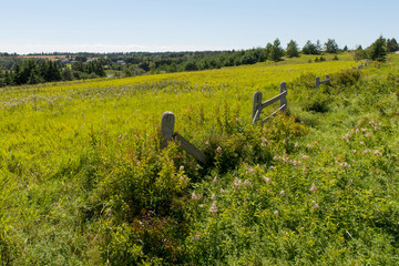 Wall Mural - Grassy field, Breadalbane, Prince Edward Island, Canada