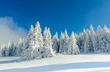 Fototapeta  - Snowy winter in mountains