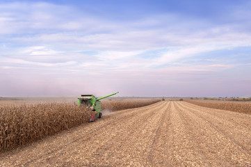 Wall Mural - Autumn corn harvest