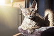 Adorable Devon Rex cat is sitting on a scratching post after having activity, after using scratching post, relaxing.