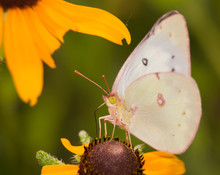 Clouded Sulphur Butterfly Feeding On A Black-Eyed Susan Flower