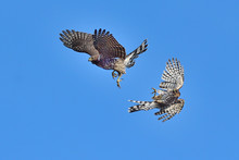 Coopers Hawks Fighting In Midair