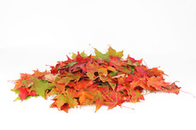 Colorful Autumn Leaves Pile Isolated On White Background