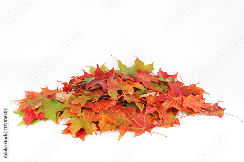 Fotografie, Obraz colorful autumn leaves pile isolated on white background