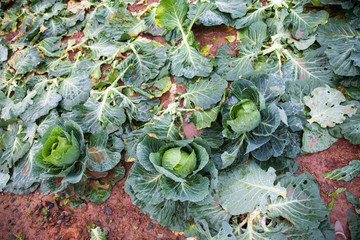 Wall Mural - Cabbage in the garden after harvest.