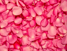 Red Pink Rose Petal Background