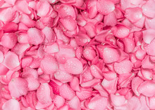 The Fresh Pink Rose Petal Background With Water Rain Drop