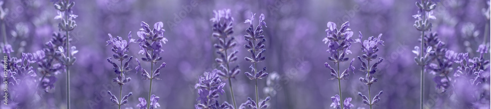 aromatic lavender grows on the field - obrazy, fototapety, plakaty 