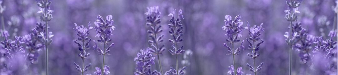 Canvas Print - aromatic lavender grows on the field