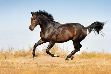 Canvas Print - Bay beautiful stallion run gallop on pasture