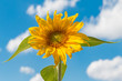 © Marc Goldman - sunflower against a blue sky with some clouds