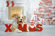 Ein Hund liegt in einem weihnachtlichen Wohnzimmer mit Kamin und Geschenken und den Buchstaben „X Mas“ mit Blick nach vorne das Maul wie zum Reden geöffnet.
