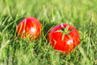 Red ripe tomatoes on the green grass.