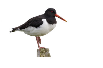 Poster - Oystercatcher, Haematopus ostralegus