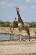 Watchful Giraffes at the waterhole in Namibia, Africa
