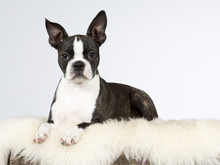 Boston Terrier Puppy Portrait. Image Taken In A Studio.