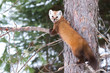 Pine marten rests on a branch in Algonquin Park, Canada in winter
