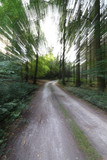 Fototapeta Las - Quickly on the forest road
