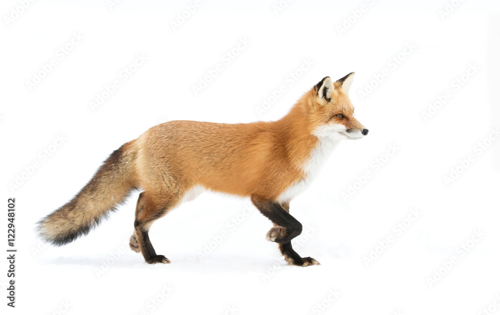 Red fox (Vulpes vulpes) pose with a bushy tail isolated against a white ...