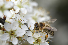 Honeybee On Apple Tree In Spring