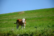 © Artur Henryk - Cow on pasture