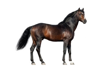 Wall Mural - bay horse exterior isolated on white background