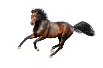 Wall Mural - bay stallion run isolated on white background