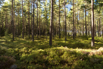  Wald und Heide Landschaft in Schweden