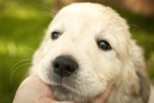 Sad Snout Puppy Of Golden Retriever In A Man's Hand. Sad Dog.