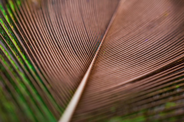 peacock feather closeup