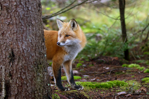 Fotomural A Red fox (Vulpes vulpes) with a bushy tail peering out from behind a tree in au