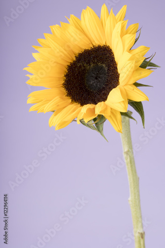 Pretty sunflower on a lilac background. Taken with copy space. Stock