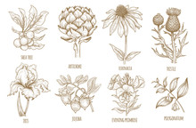 Shea Tree, Echinacea, Artichoke, Thistle, Iris Flower, Jojoba, Evening Primrose, Polygonatum. Set Of Medical Herbs. Illustration Of Graphics Isolated On White Background.