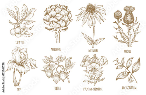 Fotografie, Obraz Shea tree, echinacea, artichoke, thistle, iris flower, jojoba, evening primrose, polygonatum