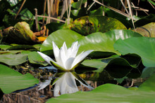 Beautiful Blooming Flower - White Water Lily On A Pond. (Nymphaea Alba)