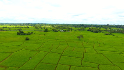 Rice Field Aerial Shot at northeast of Thailand