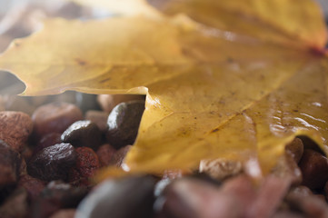 Golden fallen autumn leaf on the pebbles