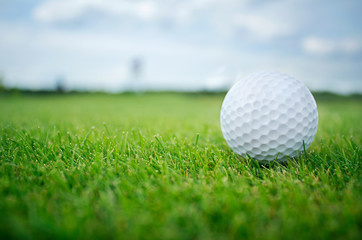 Wall Mural - Golf ball in grass