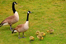 Geese Parents Watching Over Babies