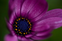 Purple African Daisy Wildflower, Abstract Close Up Still Life, Artistic Selective Focus, Intentional Shallow Depth Of Field