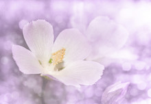 Dreamy Image Of A Delicate Wild Pink Poppy Mallow In Violet Tone