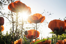 Low Angle View Of Poppy Flowers Against Sky During Sunny Day