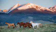 Colorado Horses