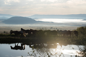 Wall Mural - Colorado Horses