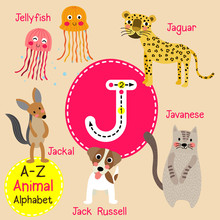 J Letter Tracing. Jaguar. Jellyfish. Jack Russell. Jackal. Javanese. Cute Children Zoo Alphabet Flash Card. Funny Cartoon Animal. Kids Abc Education. Learning English Vocabulary. Vector Illustration.