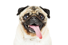 Closeup Pug Dog Tongue Hanging Out