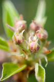 Fototapeta Tulipany - Close up of pear blossom buds.